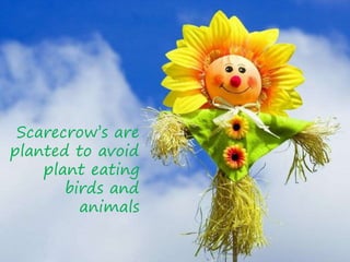 Scarecrow’s are
planted to avoid
plant eating
birds and
animals
 