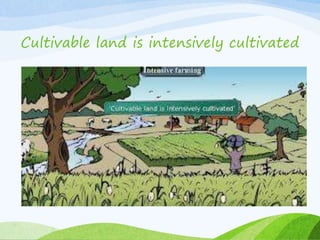 Cultivable land is intensively cultivated
 