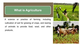What is Agriculture
A science or practice of farming, including
cultivation of soil for growing of crops, and rearing
of animals to provide food, wool, and other
products.
 