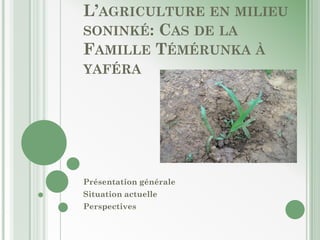 L’AGRICULTURE EN MILIEU
SONINKÉ: CAS DE LA
FAMILLE TÉMÉRUNKA À
YAFÉRA




Présentation générale
Situation actuelle
Perspectives
 