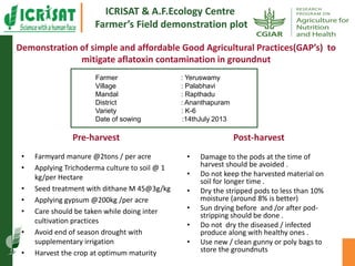 Agriculture for Nutrition and Health (A4NH) - Aflatoxin - ICRISAT activities