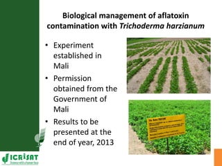 Agriculture for Nutrition and Health (A4NH) - Aflatoxin - ICRISAT activities