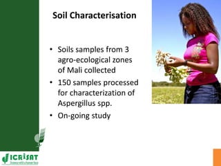 Agriculture for Nutrition and Health (A4NH) - Aflatoxin - ICRISAT activities