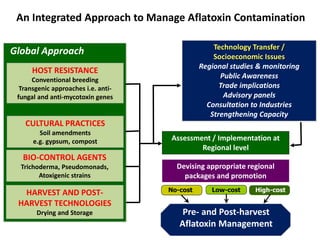 Agriculture for Nutrition and Health (A4NH) - Aflatoxin - ICRISAT activities