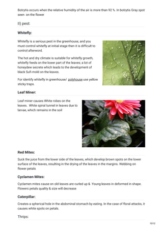 Botrytis occurs when the relative humidity of the air is more than 92 %. In botrytis Gray spot
seen on the flower
II) pest:
Whitefly:
Whitefly is a serious pest in the greenhouse, and you
must control whitefly at initial stage then it is difficult to
control afterword.
The hot and dry climate is suitable for whitefly growth,
whitefly feeds on the lower part of the leaves; a lot of
honeydew secrete which leads to the development of
black Sufi mold on the leaves.
For identify whitefly in greenhouse/ polyhouse use yellow
sticky traps.
Leaf Miner:
Leaf miner causes White robes on the
leaves. White spiral tunnel in leaves due to
larvae, which remains in the soil
Red Mites:
Suck the juice from the lower side of the leaves, which develop brown spots on the lower
surface of the leaves, resulting in the drying of the leaves in the margins. Webbing on
flower petals
Cyclamen Mites:
Cyclamen mites cause on old leaves are curled up & Young leaves in deformed in shape.
Flowers petals quality & size will decrease
Caterpillar:
Creates a spherical hole in the abdominal stomach by eating. In the case of floral attacks, it
causes white spots on petals.
Thrips:
10/12
 