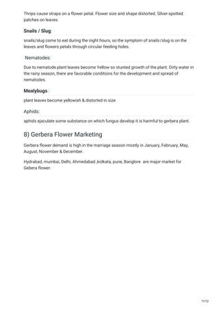 Thrips cause straps on a flower petal. Flower size and shape distorted. Silver-spotted
patches on leaves
Snails / Slug:
snails/slug come to eat during the night hours, so the symptom of snails/slug is on the
leaves and flowers petals through circular feeding holes.
Nematodes:
Due to nematode plant leaves become Yellow so stunted growth of the plant. Dirty water in
the rainy season, there are favorable conditions for the development and spread of
nematodes.
Mealybugs :
plant leaves become yellowish & distorted in size
Aphids:
aphids ejaculate some substance on which fungus develop it is harmful to gerbera plant.
8) Gerbera Flower Marketing
Gerbera flower demand is high in the marriage season mostly in January, February, May,
August, November & December.
Hydrabad, mumbai, Delhi, Ahmedabad ,kolkata, pune, Banglore are major market for
Gebera flower.
11/12
 