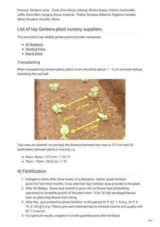 Famous Gerbera varity : Dune ,Pre Intenzz, Intense, Winter Queen, Inferno, Cacharelle,
Jaffa, Dana Ellen, Sangria, Diana, Imperial, Thalsa, Sonsara, Balance, Paganini, Anneke,
Nette, Rosaline, Rosetta, Gloria.
List of top Gerbera plant nursery suppliers
This are India’s top reliable gerbera plant provider companies
KF Bioplants
Florance Flora
Rise & Shine
Transplanting
When transplanting Gerbera plants, plant crown should be above 1 – 2 cm soil level without
disturbing the root ball.
Two rows are planted on one bed, the distance between two rows is 37.5 cm and 30
centimeters between plants in one line, i.e.
Rows -Rows = 37.5 cm = 1.25 Ft
Plant – Plant = 30.0 cm = 1′ Ft
4) Fertilization
1. Fertigation starts After three weeks of a plantation. starter grade fertilizer
gives For first three months. Every alternate day Fertilizer dose provides to the plant.
2. After 45-50days, flower bud started to grow, the cut flower bud (disbudding
operation) to complete growth of the plant when 16 to 18 fully developed leaves
seen on plant stop flower bud cutting.
3. After this, give productive phase fertilizer. In this period, N: P: K2: 1: 4 (e.g., N: P: K
15: 8: 35) @ 0.4 g / Plants give each alternate day to increase volume and quality with
EC 1.5 ms/cm.
4. For optimum results, irrigation in small quantities and often fertilized.
6/12
 