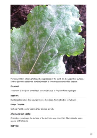 Powdery mildew affects photosynthesis process of the plant. On the upper leaf surface,
a white powderis observed. powdery mildew is seen mostly in the winter season
Crown rot:
The crown of the plant turns black. crown rot is due to Phytophthora cryptogea
Root rot:
Due to root rot plant drop younger leaves then dead. Root rot is Due to Pythium.
Fungal Complex:
Gerbera Plant become week & show stunted growth.
Alternaria leaf spots:
If moisture remains on the surface of the leaf for a long time, then Black circular spots
appear on the leaves.
Botrytis:
9/12
 