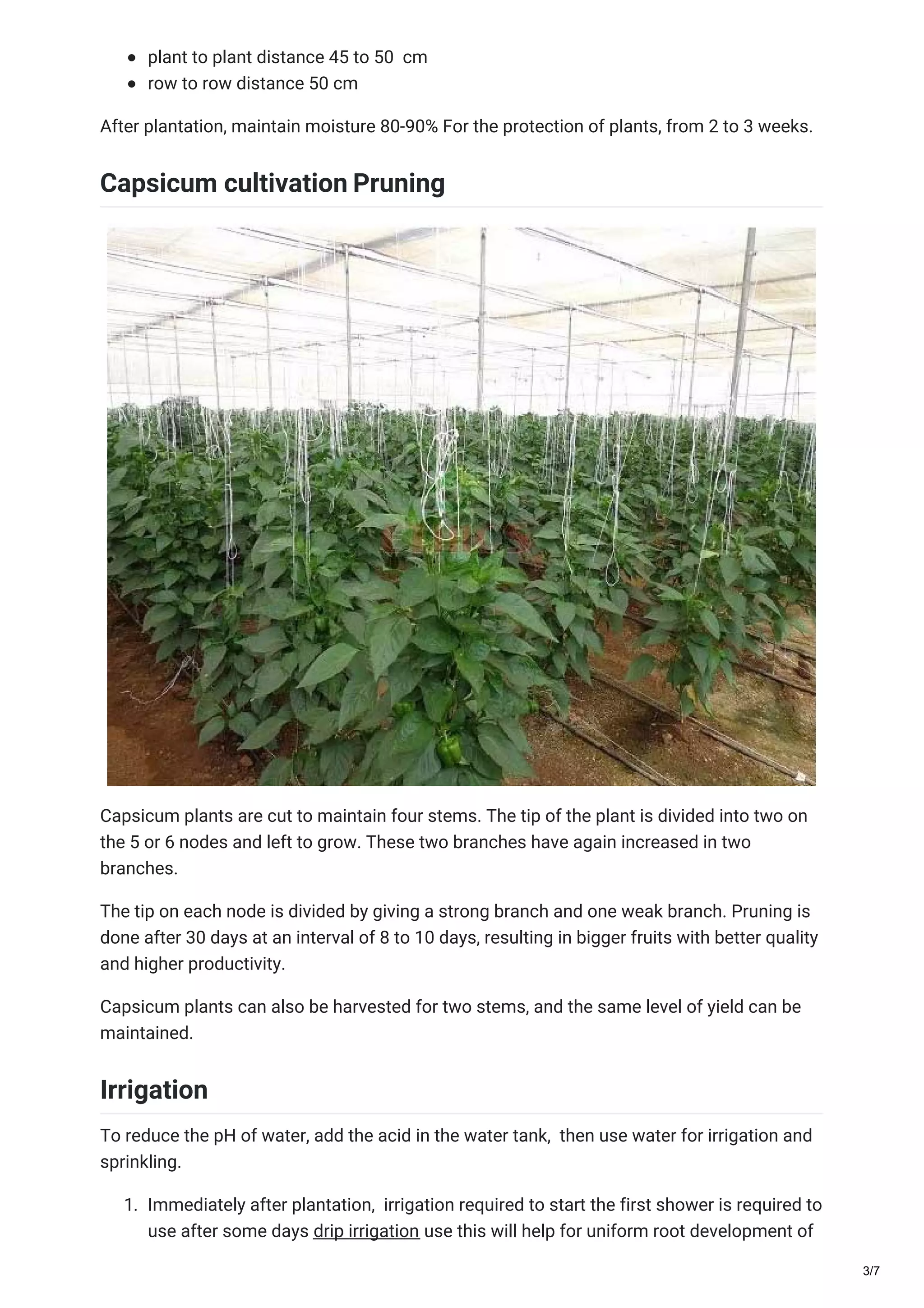 plant to plant distance 45 to 50 cm
row to row distance 50 cm
After plantation, maintain moisture 80-90% For the protection of plants, from 2 to 3 weeks.
Capsicum cultivation Pruning
Capsicum plants are cut to maintain four stems. The tip of the plant is divided into two on
the 5 or 6 nodes and left to grow. These two branches have again increased in two
branches.
The tip on each node is divided by giving a strong branch and one weak branch. Pruning is
done after 30 days at an interval of 8 to 10 days, resulting in bigger fruits with better quality
and higher productivity.
Capsicum plants can also be harvested for two stems, and the same level of yield can be
maintained.
Irrigation
To reduce the pH of water, add the acid in the water tank, then use water for irrigation and
sprinkling.
1. Immediately after plantation, irrigation required to start the first shower is required to
use after some days drip irrigation use this will help for uniform root development of
3/7
 