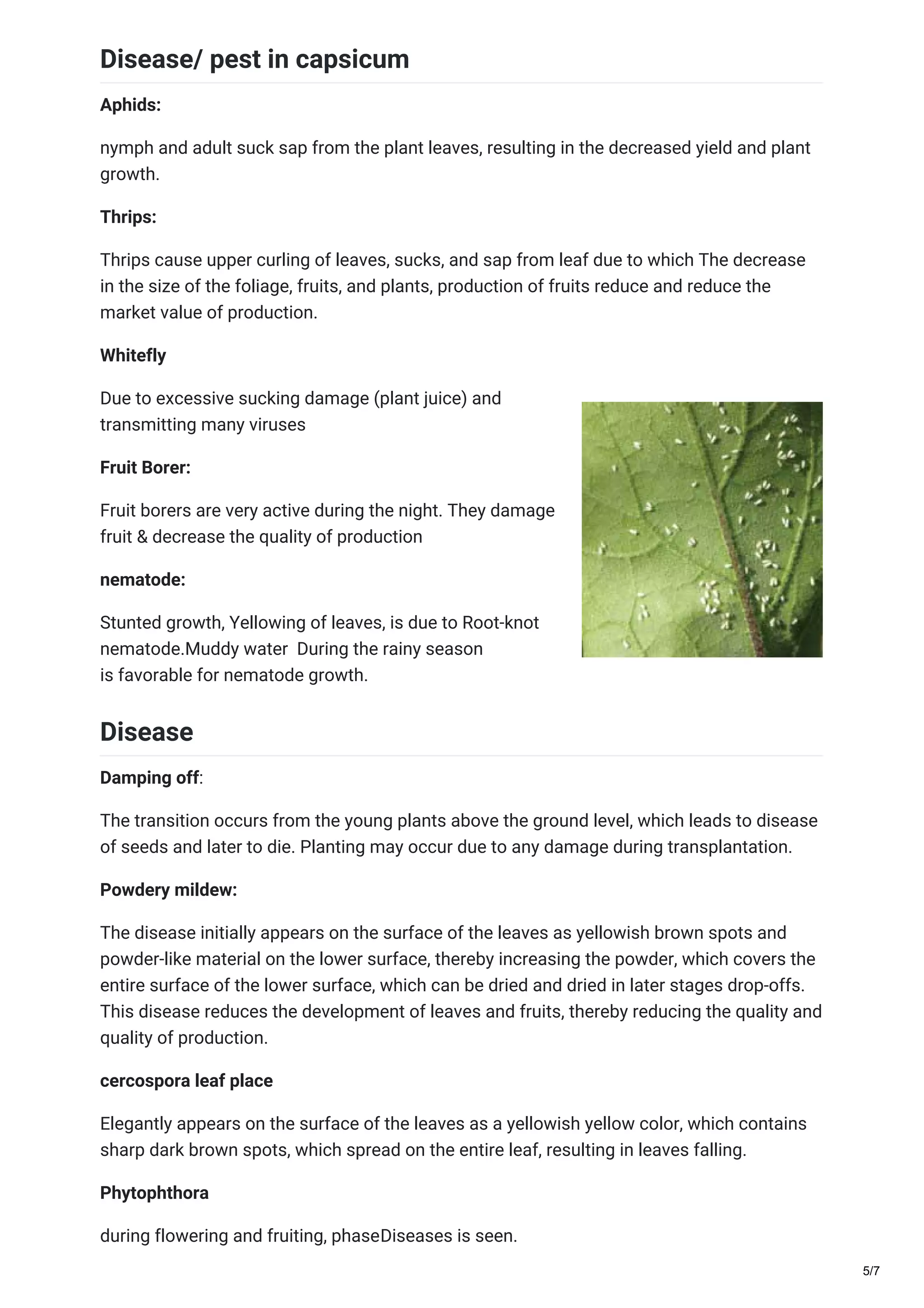Disease/ pest in capsicum
Aphids:
nymph and adult suck sap from the plant leaves, resulting in the decreased yield and plant
growth.
Thrips:
Thrips cause upper curling of leaves, sucks, and sap from leaf due to which The decrease
in the size of the foliage, fruits, and plants, production of fruits reduce and reduce the
market value of production.
Whitefly
Due to excessive sucking damage (plant juice) and
transmitting many viruses
Fruit Borer:
Fruit borers are very active during the night. They damage
fruit & decrease the quality of production
nematode:
Stunted growth, Yellowing of leaves, is due to Root-knot
nematode.Muddy water During the rainy season
is favorable for nematode growth.
Disease
Damping off:
The transition occurs from the young plants above the ground level, which leads to disease
of seeds and later to die. Planting may occur due to any damage during transplantation.
Powdery mildew:
The disease initially appears on the surface of the leaves as yellowish brown spots and
powder-like material on the lower surface, thereby increasing the powder, which covers the
entire surface of the lower surface, which can be dried and dried in later stages drop-offs.
This disease reduces the development of leaves and fruits, thereby reducing the quality and
quality of production.
cercospora leaf place
Elegantly appears on the surface of the leaves as a yellowish yellow color, which contains
sharp dark brown spots, which spread on the entire leaf, resulting in leaves falling.
Phytophthora
during flowering and fruiting, phaseDiseases is seen.
5/7
 