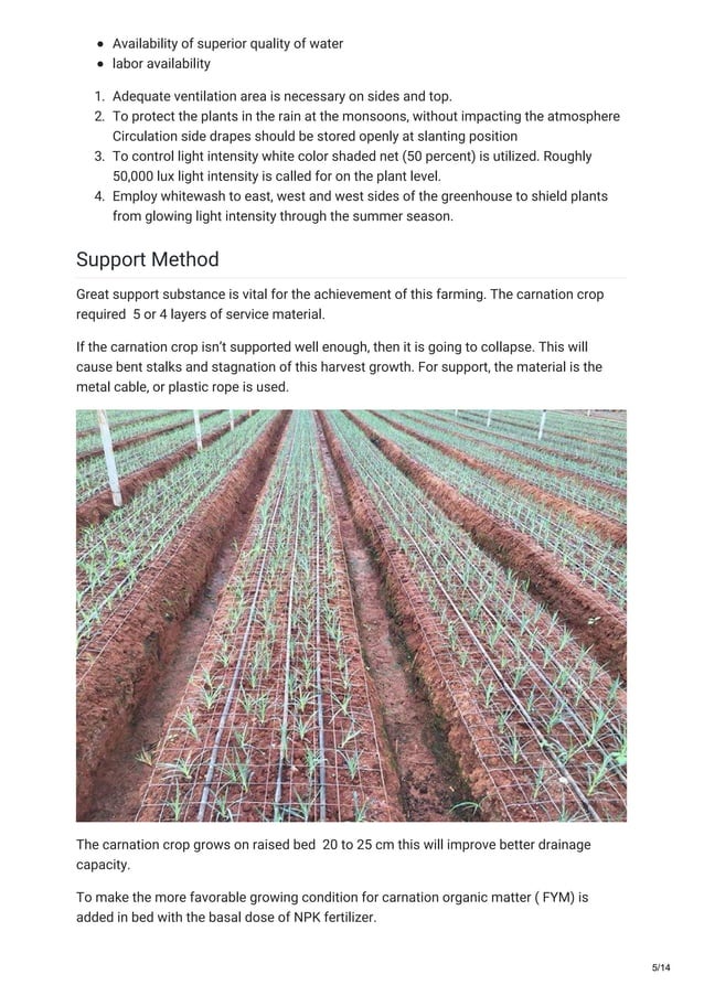 carnation cultivation guide