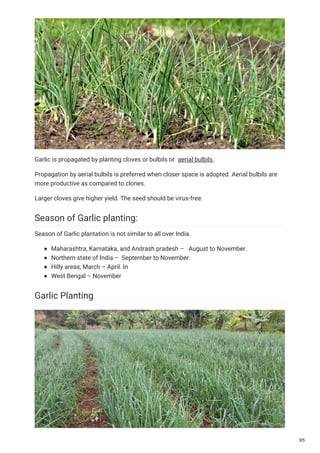 Garlic is propagated by planting cloves or bulbils or aerial bulbils.
Propagation by aerial bulbils is preferred when closer space is adopted. Aerial bulbils are
more productive as compared to clones.
Larger cloves give higher yield. The seed should be virus-free.
Season of Garlic planting:
Season of Garlic plantation is not similar to all over India.
Maharashtra, Karnataka, and Andrash pradesh – August to November.
Northern state of India – September to November.
Hilly areas, March – April. In
West Bengal – November
Garlic Planting
3/5
 
