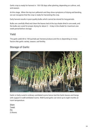 Garlic crop is ready for harvest in 130-150 days after planting, depending on cultivar, soil,
and season.
At this stage, When the top turn yellowish and they show symptoms of drying and bending,
we can recognize that the crop is ready for harvesting the crop.
Early harvest results in poor-quality bulbs which cannot be stored for long periods.
Bulbs are carefully lifted and clean the leaves tied at the top shade dried in one week, and
the bulbs are cured for proper drying for about 3 – 4 day in the shade for maximum one
week period before storage.
Yield
The garlic yield 40 to 100 quintals per hectare produce and this is depending on many
factors like garlic variety, season, soil fertility.
Storage of Garlic
Garlic is fairly cured in ordinary ventilated rooms hence tied the Garlic leaves and hangs
with support in well-ventilated rooms. Well-Cured garlic can store up to eight months at
room temperature.
Share
Tweet
Pin
0 Shares
5/5
 