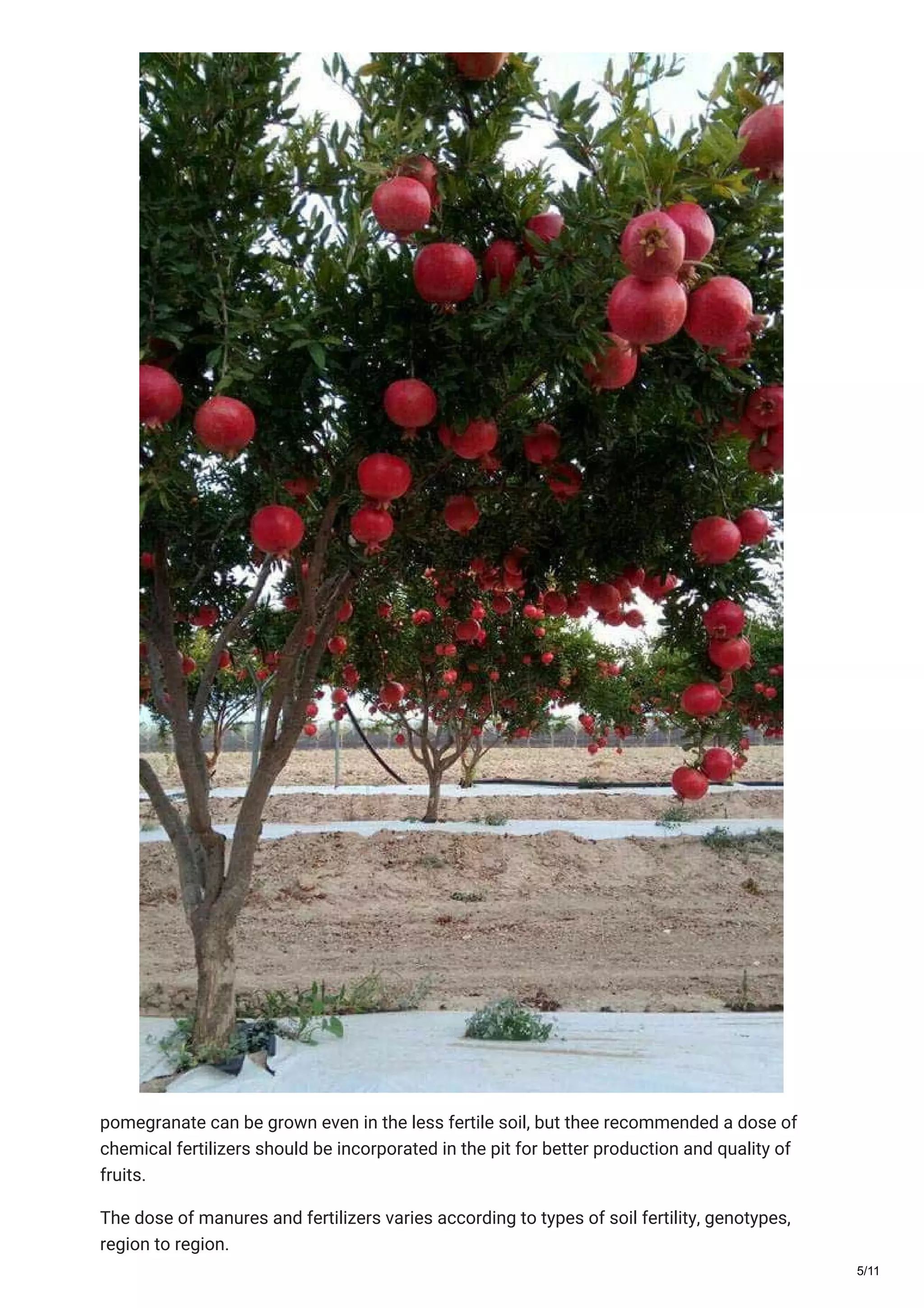 Unlock Delicious Alternatives: The Ultimate Pomegranate Seed Substitute Guide - qzlhe13