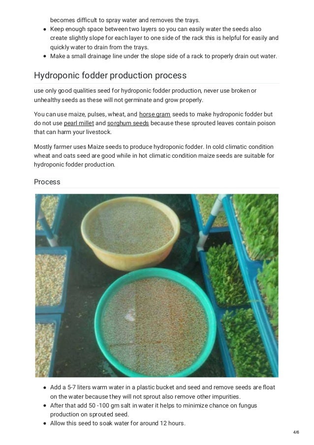 Growing hydroponic fodder step by step guide 7 days