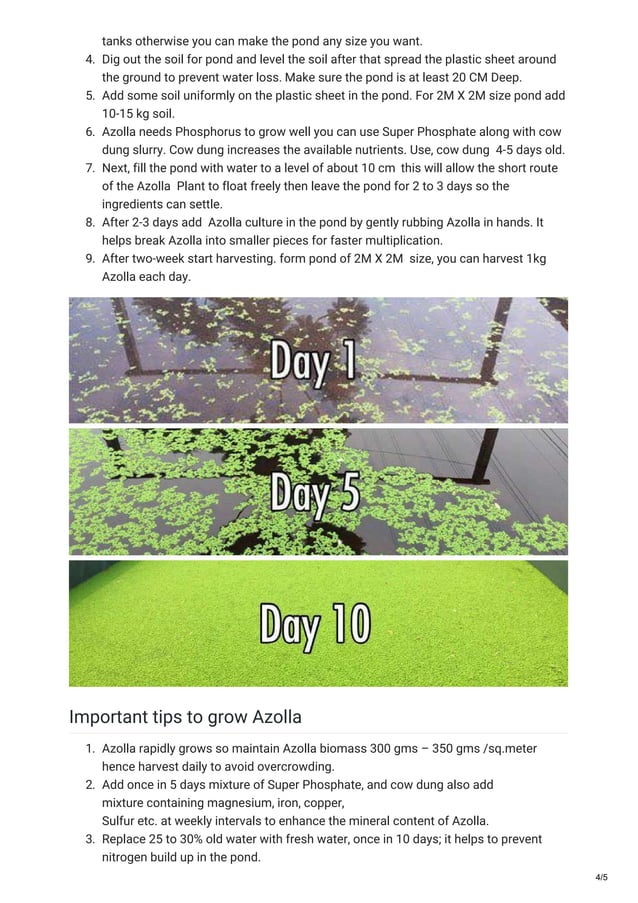Azolla cultivation guide ( Rich proteins feed for cattle poultry fish