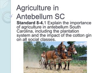 Agriculture in
Antebellum SC
Standard 8-4.1 Explain the importance
of agriculture in antebellum South
Carolina, including the plantation
system and the impact of the cotton gin
on all social classes.
 