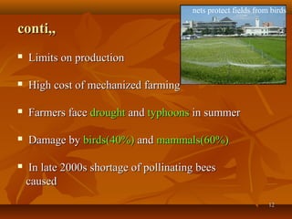 1212
conti,,conti,,
 Limits on productionLimits on production
 High cost of mechanized farmingHigh cost of mechanized farming
 Farmers faceFarmers face droughtdrought andand typhoonstyphoons in summerin summer
 Damage byDamage by birds(40%)birds(40%) andand mammals(60%)mammals(60%)
 In late 2000s shortage of pollinating beesIn late 2000s shortage of pollinating bees
causedcaused
nets protect fields from birds
 