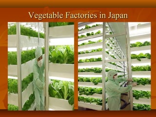 1919
Vegetable Factories in JapanVegetable Factories in Japan
 