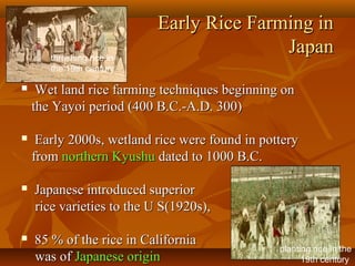 3232
Early Rice Farming inEarly Rice Farming in
JapanJapan
 Wet land rice farming techniques beginning onWet land rice farming techniques beginning on
the Yayoi period (400 B.C.-A.D. 300)the Yayoi period (400 B.C.-A.D. 300)
 Early 2000s, wetland rice were found in potteryEarly 2000s, wetland rice were found in pottery
fromfrom northern Kyushunorthern Kyushu dated to 1000 B.C.dated to 1000 B.C.
 Japanese introduced superiorJapanese introduced superior
rice varieties to the U S(1920s),rice varieties to the U S(1920s),
 85 % of the rice in California85 % of the rice in California
was ofwas of Japanese originJapanese origin
planting rice in the
19th century
threshing rice in
the 19th century
 