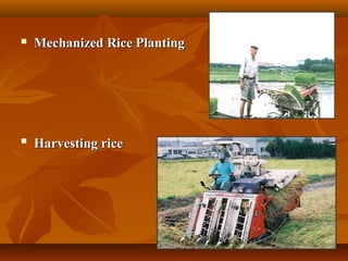 3636
 Mechanized Rice PlantingMechanized Rice Planting

Harvesting riceHarvesting rice
 