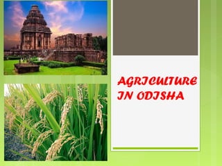 AGRICULTURE 
IN ODISHA 
 