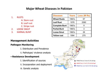 Major Wheat Diseases in Pakistan
1. RUSTS
A. Stem rust
B. Leaf rust
C. Stripe rust
2. LOOSE SMUT
3. KARNAL BUNT
Diseases Years Loss (M Rs)
Wheat Rusts 1960’s 67
Leaf Rust 1978 2580
Complete Bunt 1960’s 11
Partial Bunt 1960’s 3
Loose Smut 1960’s 26
Yellow rust 1994 270
Management Activities
Pathogen Monitoring
I. Distribution and Prevalence
ii. Pathotype/ virulence analysis
• Resistance Development
I. Identification of sources
ii. Incorporation and deployment
iii. Genetic analysis
 
