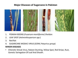 Major Diseases of Sugarcane in Pakistan
1. POKKAH BOENG (Fusarium moniliforme) Sheldon
2. LEAF SPOT (Helminthosporium spp.)
3. Red Rot
4. SUGARCANE MOSAIC VIRUS (SCMV, Potyvirus group)
MINOR DISEASES
• Chlorotic Streak Virus, Ratoon Stunting, Yellow Spot, Red Stripe, Rust,
Genetic Variegation Of Leaf And Sheath.
 