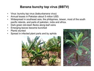 Banana bunchy top virus (BBTV)
• Virus: bunchy top virus (babuvbanana virus)
• Annual losses in Pakistan about 5 milion USD.
• Widespread in southeast asia, the philippines, taiwan, most of the south
pacific islands, and parts of pakistan, india and africa.
• Dark green dot-dash flecks along leaf veins
• Emerging leaves become bunched
• Plants stunted
• Spread in infected plant parts and by aphids
 
