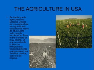 THE AGRICULTURE IN USA
●
Se habla que la
agricultura en
Estados Unidos
es una agricultura
sin agricultores,
utilizándose mano
de obra sobre
todo para la
recolección. Esta
mano de obra es
muy barata, ya
que se nutre de
población
inmigrante o
tradicionalmente
marginada en los
Estados Unidos,
caso de los
negros.
 