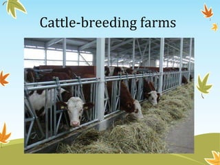 Cattle-breeding farms 
 