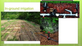 In-ground irrigation
 