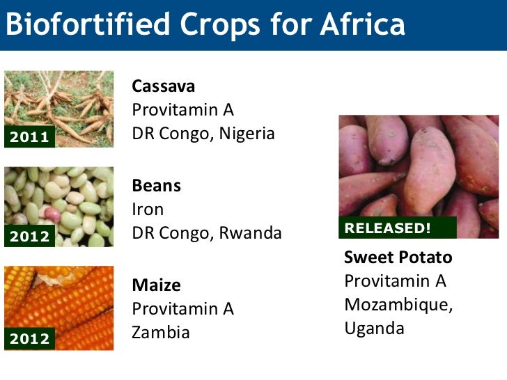 Biofortification Provitamin A Maize in Zambia