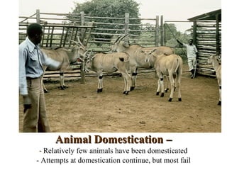 Animal Domestication –
 - Relatively few animals have been domesticated
- Attempts at domestication continue, but most fail
 
