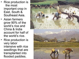 • Rice production is
    the most
  important crop in
  East, South &
  Southeast Asia.
• Asian farmers
  grow 90% of the
  world’s rice and
  China & India
  account for half of
  the world’s rice.
• Rice production is
  very labor
  intensive with rice
  seedlings that are
  transplanted into
  flooded paddies.
 