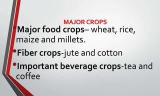 MAJOR CROPS
•Major food crops– wheat, rice,
maize and millets.
•Fiber crops-jute and cotton
•Important beverage crops-tea and
coffee
 