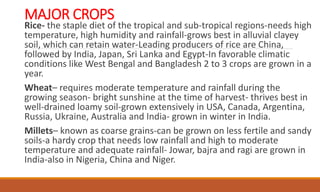 MAJOR CROPS
Rice- the staple diet of the tropical and sub-tropical regions-needs high
temperature, high humidity and rainfall-grows best in alluvial clayey
soil, which can retain water-Leading producers of rice are China,
followed by India, Japan, Sri Lanka and Egypt-In favorable climatic
conditions like West Bengal and Bangladesh 2 to 3 crops are grown in a
year.
Wheat– requires moderate temperature and rainfall during the
growing season- bright sunshine at the time of harvest- thrives best in
well-drained loamy soil-grown extensively in USA, Canada, Argentina,
Russia, Ukraine, Australia and India- grown in winter in India.
Millets– known as coarse grains-can be grown on less fertile and sandy
soils-a hardy crop that needs low rainfall and high to moderate
temperature and adequate rainfall- Jowar, bajra and ragi are grown in
India-also in Nigeria, China and Niger.
 