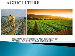 REGIONAL DISTRIBUTION AND PRODUCTION
PATTERN OF RICE, WHEAT AND MILLET
 