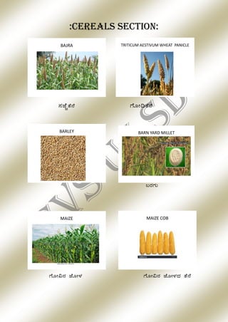Agriculture practical exam For B,Sc farm sciences | PDF
