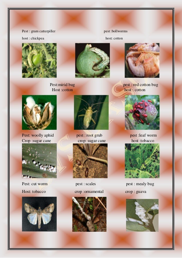 Agriculture practical exam For B,Sc farm sciences