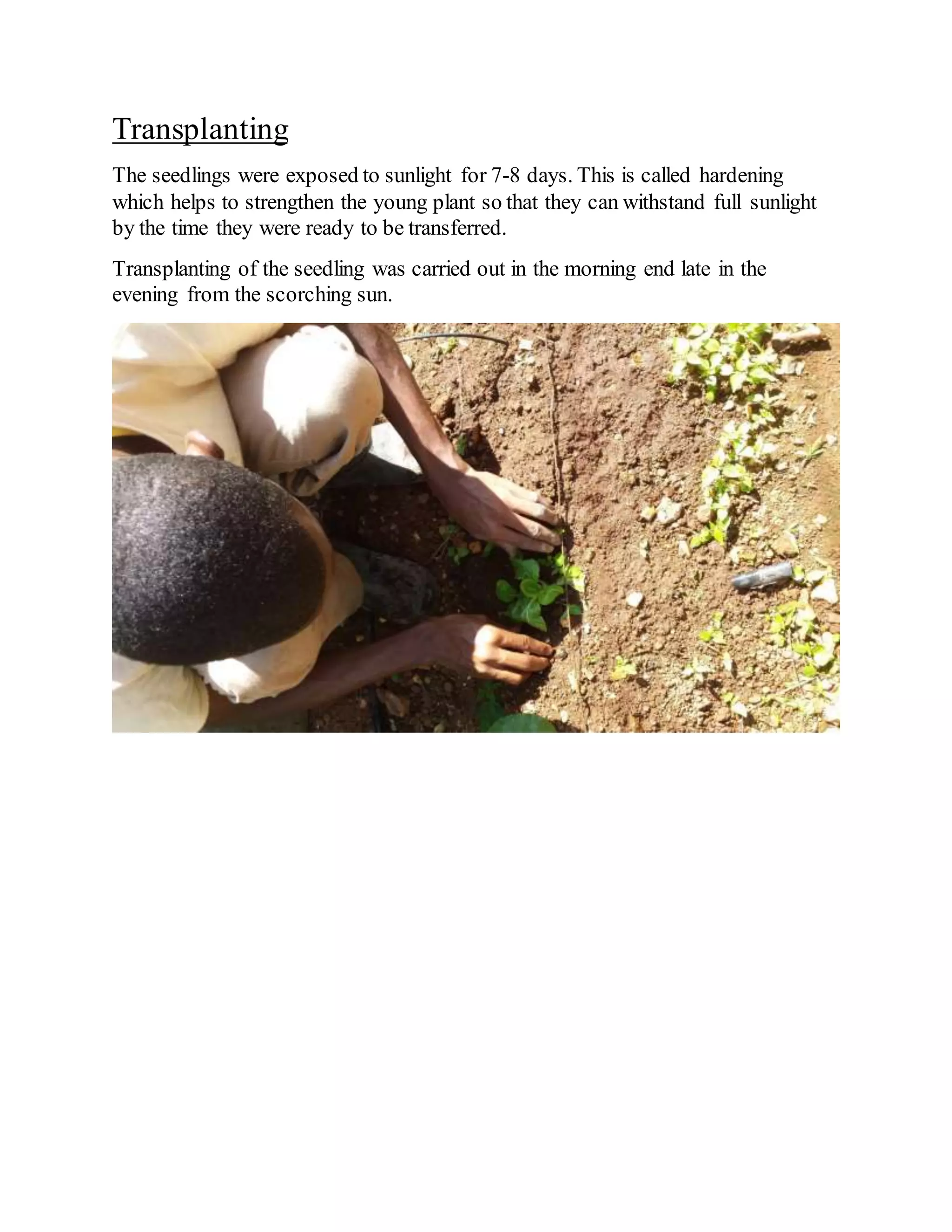 Agriculture sba | DOCX