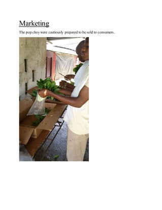 Marketing
The pop choywere cautiously prepared to be sold to consumers.
 