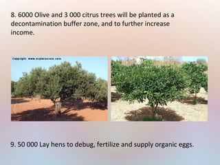 8. 6000 Olive and 3 000 citrus trees will be planted as a
decontamination buffer zone, and to further increase
income.
9. 50 000 Lay hens to debug, fertilize and supply organic eggs.
 