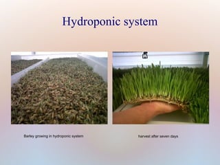 Barley growing in hydroponic system harvest after seven days
Hydroponic system
 