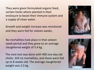 They were given formulated organic feed,
certain herbs where planted in their
enclosure to boost their immune system and
a supply of clean water.
Growth and weight increase was monitored
and they were fed for sixteen weeks.
No mortalities took place in that sixteen
week period and they grew to an average
slaughtered weight of 5.4 kg.
The next test was done with 400 one day old
chicks. Still no mortalities, and these were fed
up to 8 weeks old. The average slaughtered
weight was 2.5 kg.
 