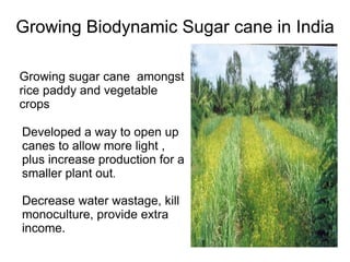 Agriculture sugarcane | PPT