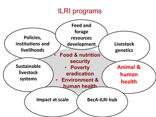 • Food & nutrition
security
• Poverty
eradication
• Environment &
human health
Policies,
institutions and
livelihoods
Sustainable
livestock
systems
Feed and
forage
resources
development Livestock
genetics
Animal &
human
health
Impact at scale BecA-ILRI hub
ILRI programs
 