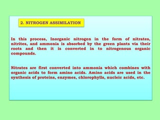 In this process, Inorganic nitrogen in the form of nitrates,
nitrites, and ammonia is absorbed by the green plants via their
roots and then it is converted in to nitrogenous organic
compounds.
Nitrates are first converted into ammonia which combines with
organic acids to form amino acids. Amino acids are used in the
synthesis of proteins, enzymes, chlorophylls, nucleic acids, etc.
2. NITROGEN ASSIMILATION
 