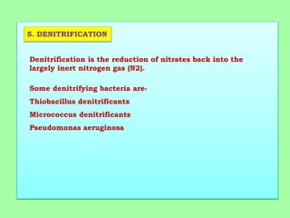 5. DENITRIFICATION
Denitrification is the reduction of nitrates back into the
largely inert nitrogen gas (N2).
Some denitrifying bacteria are-
Thiobacillus denitrificants
Micrococcus denitrificants
Pseudomonas aeruginosa
 