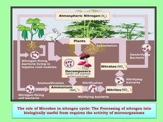 The role of Microbes in nitrogen cycle: The Processing of nitrogen into
biologically useful from requires the activity of microorganisms
 